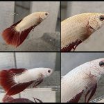 Cá betta Rồng Đỏ trước và sau khi dùng thuốc ParaKill